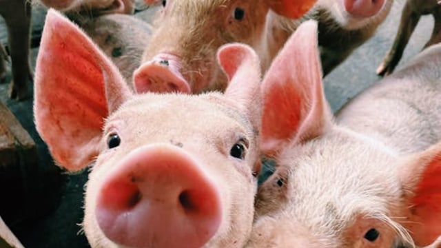 The importance of measuring crude protein levels in pig feed