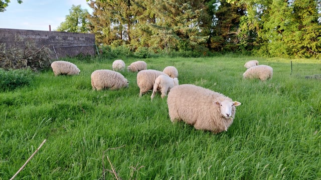 What is the 'ewe-nique' change to the Roscommon GAA crest?