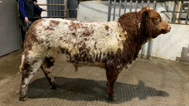 Mart report: Weanling bulls reach €4.23/kg at Balla Mart