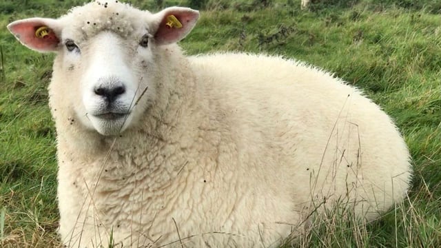 Galway Wool Co-op to harvest 5,000kgs of wool at Meitheal 2024