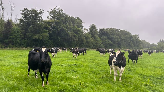 Dairy focus: Target 'enough winter feed and enough winter cash'