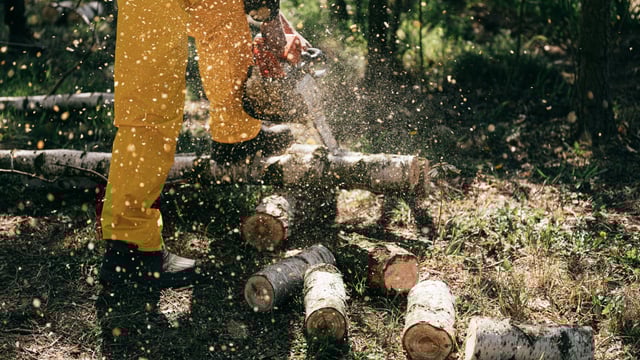 Uptick in felling licences issued by DAFM