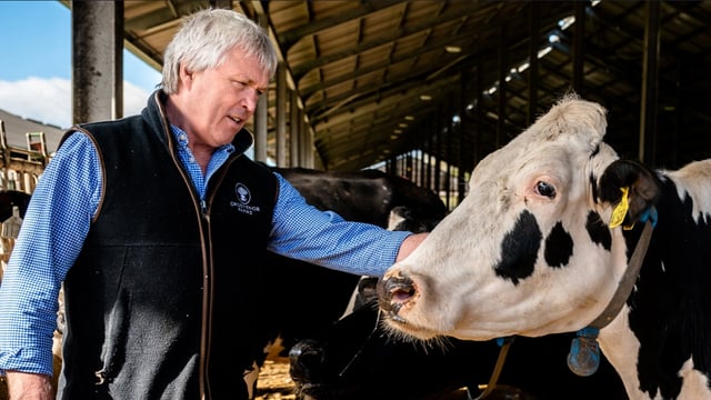 British supermarkets back feed trials to cut methane emissions from UK farms