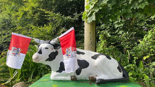 Cork cow dons county colours  ahead of upcoming All-Ireland final