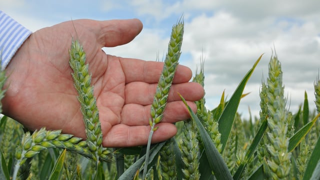 AHDB reviews yellow rust resistance ratings