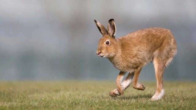 ISPCA: Over 3,000 hares were coursed during the '23/'24 season