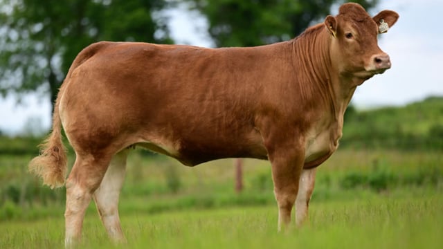 'Taylorswift' heifer tops trade at Ernevalley Emeralds sale