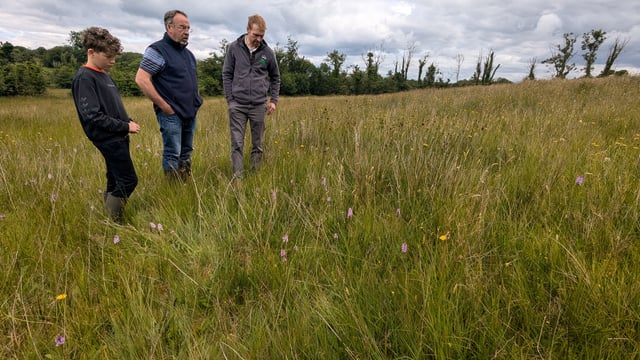 858ha of flower-rich grasslands in Fermanagh back on the map