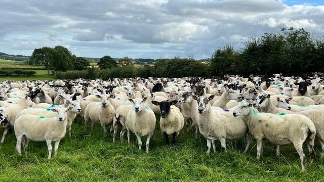 Well-known Westmeath flock to be dispersed at Delvin Mart