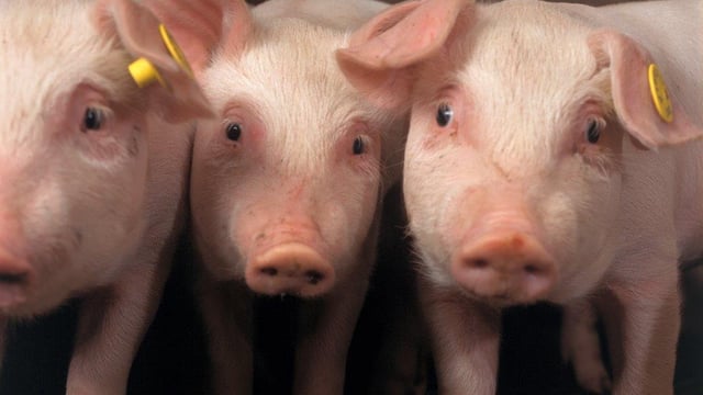Pig farmer confidence 'collapsing'