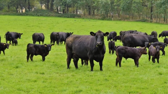 Aberdeen Angus Association will not support Teagasc breeding plan