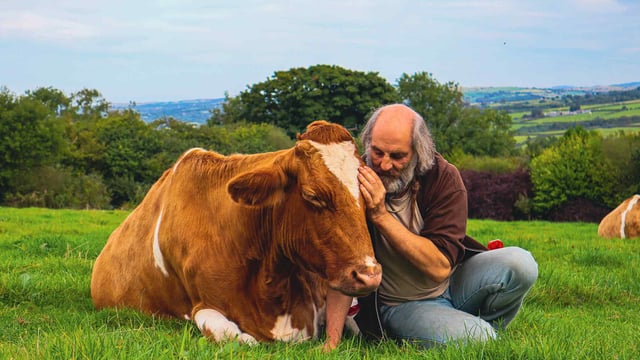Former monk runs 'cow cuddling' service for stress relief
