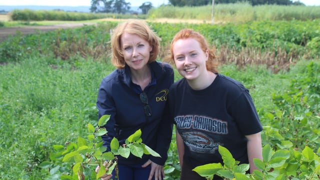 In-field, potato blight detection kits could be available soon