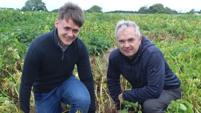 Tillage: Blight is extremely active in Ireland this year