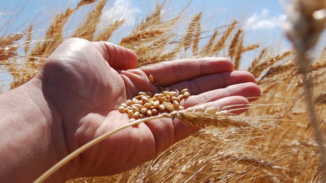 New measures to improve female representation in wheat research