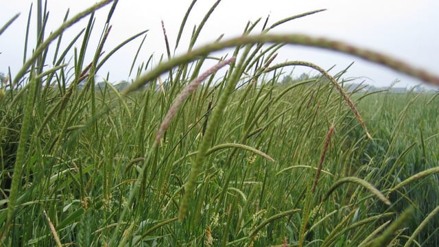Tillage: Blackgrass genome now fully sequenced