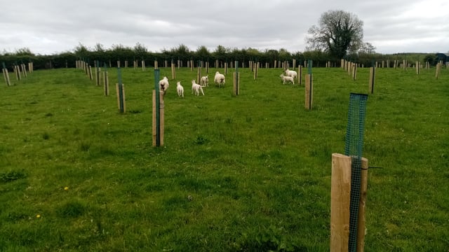 New booklet offers clarity to farmers and foresters on agroforestry