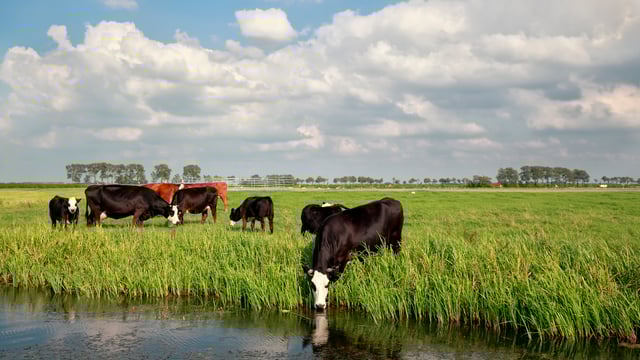 €700m Dutch scheme approved for farmers to close livestock sites