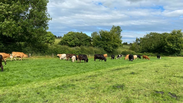 ABP Monitor Farms: Silage, sucklers and bull beef in Tipperary