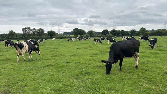 How to deal with non-bulling cows as breeding gets underway