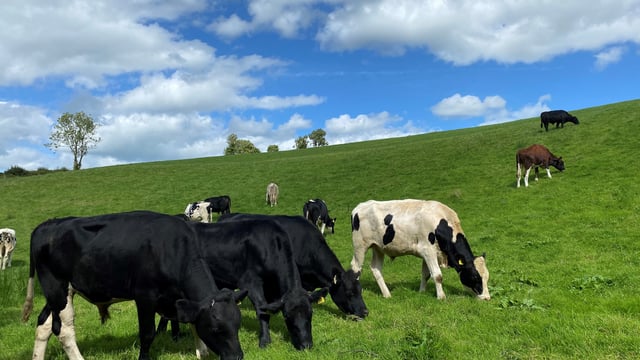 Average slaughter age up, carcass weights down in 2024