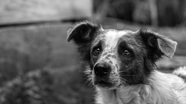 Coast guard rescues farm dog who fell 30m from clifftop
