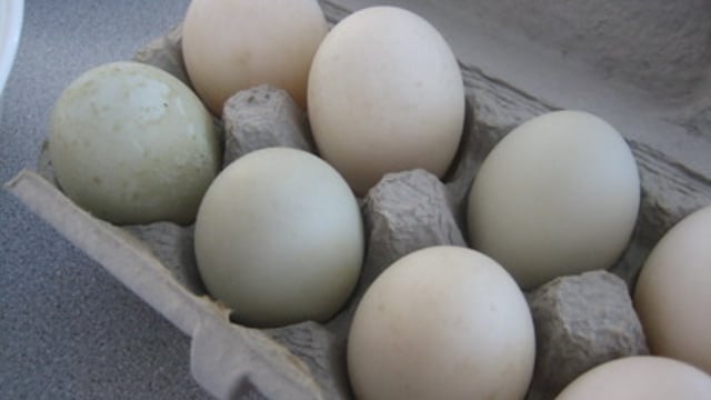 Recall issued for duck eggs due to possible salmonella presence