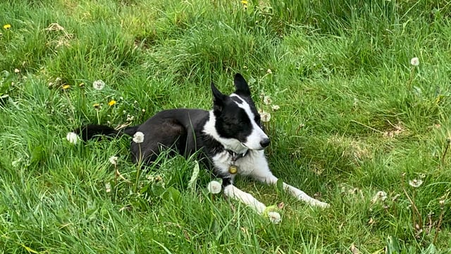 Animal support group calls for similar laws to UK for pet theft