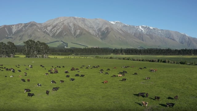 Fonterra raises forecast milk price and pledges farmers will be 'paid more earlier'
