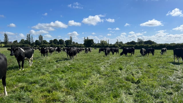 Limiting the drop in milk fat content during late spring