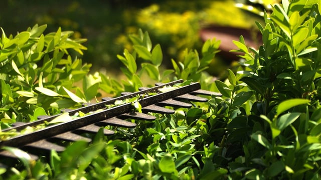 Hedge cutting grant in DAFM's best interests - TD