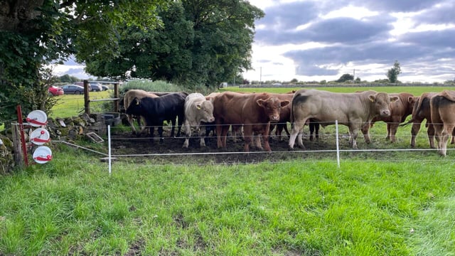 Factory quotes: Steady start to beef trade for short week