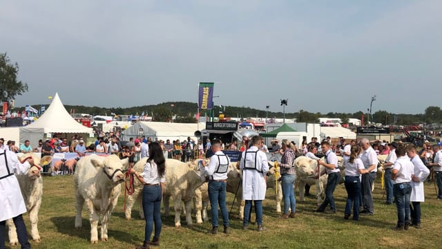 Timetable: Cattle and sheep classes at Tullamore Show
