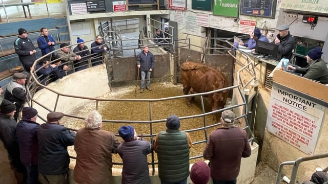A look at cattle prices from marts around the country