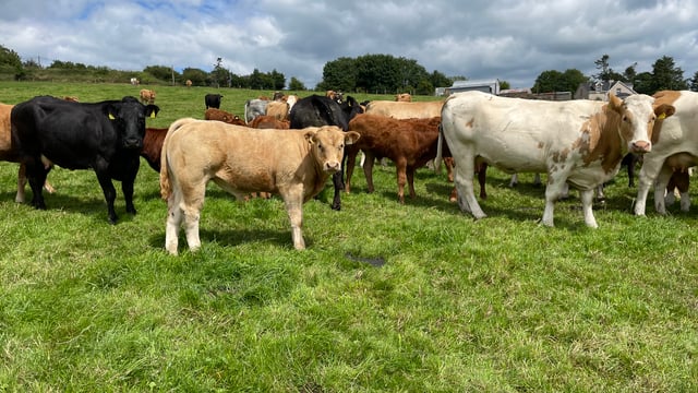 Recording weights for SCEP: What farmers need to know