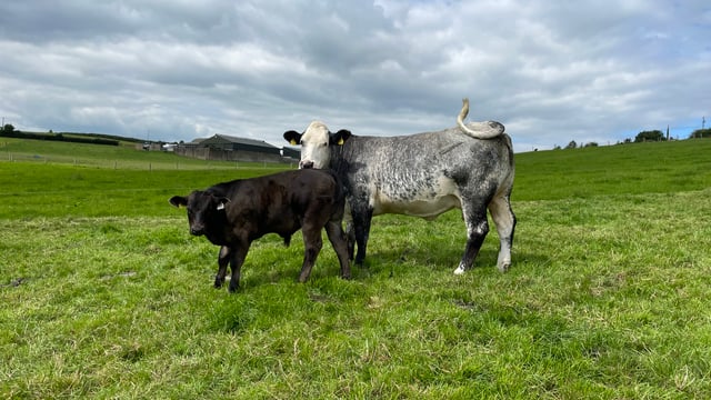 How soon after breeding can cows be scanned?