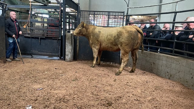 Mart report: Tuesday cattle and sheep sale at  Ballyjamesduff