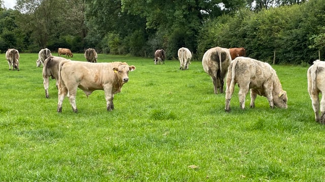 Suckler-bred calf births approach 600,000 for 2024