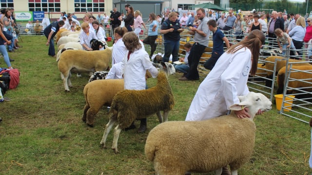 Sheep numbers are on the decline across Europe