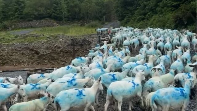 'No track or trace' of 50 sheep missing from Kilkenny farm