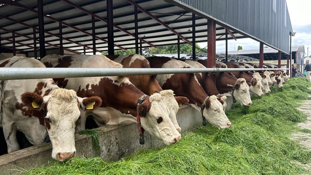 Dairy Throwback: ‘Dual purpose’ Montbeliarde cow proves its worth