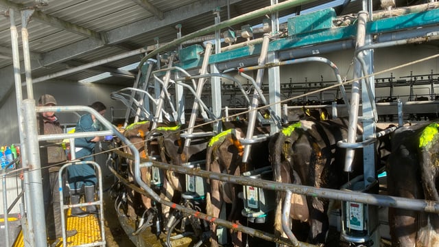 Heat detection refresher as breeding underway on dairy farms