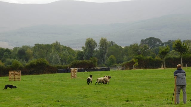 Gallery: Busy village of Bansha celebrates its 66th agricultural show