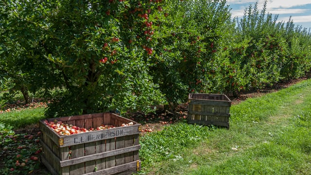 Public apple farm in Co. Wexford announces closure
