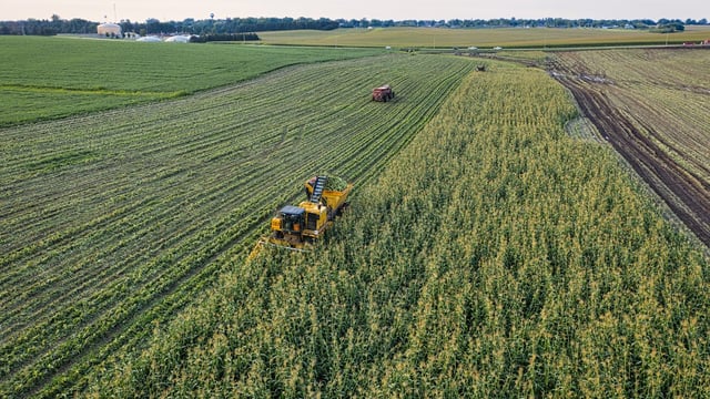 Blackleg outbreaks linked to on-farm earthworks