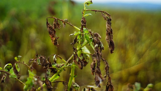 Met Éireann issues blight warning for 7 counties