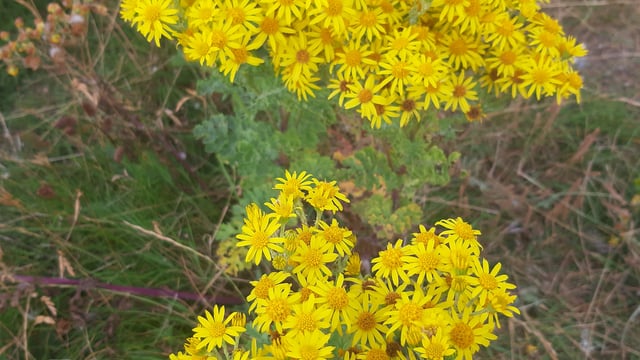 Ragwort growing outside Leinster House 'addressed' - DAFM