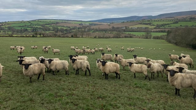 ABP Demo Farm: Store lamb review and plan for this year