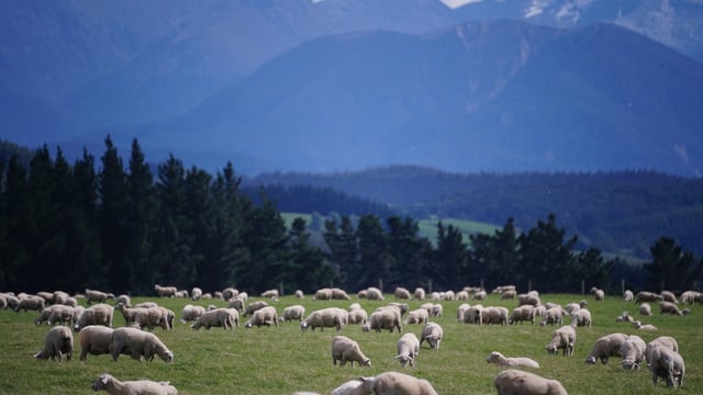 Report confirms fewer New Zealand lambs in spring 2024