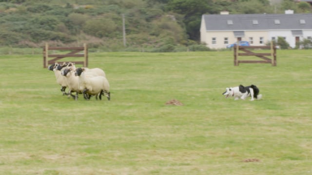 Watch: Canny skills at the 2024 Irish National Sheep Dog trials